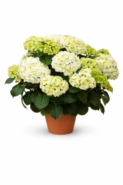 Hydrangea Wudu С3, 3л